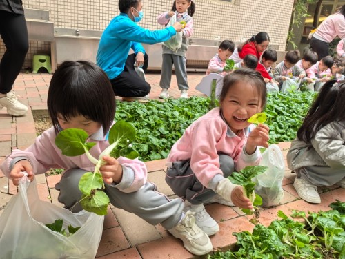 K2幼兒摘菜活動